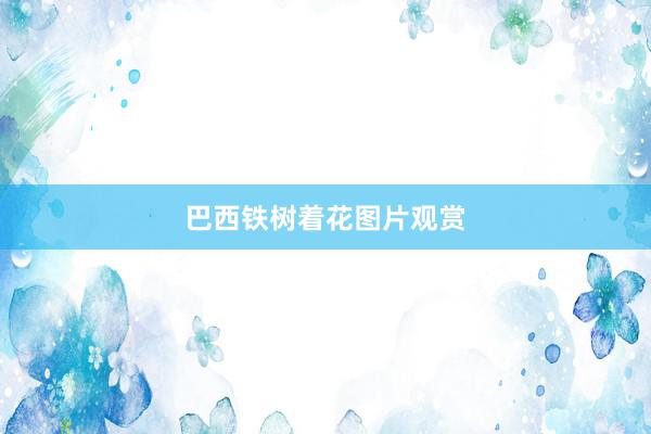 巴西铁树着花图片观赏